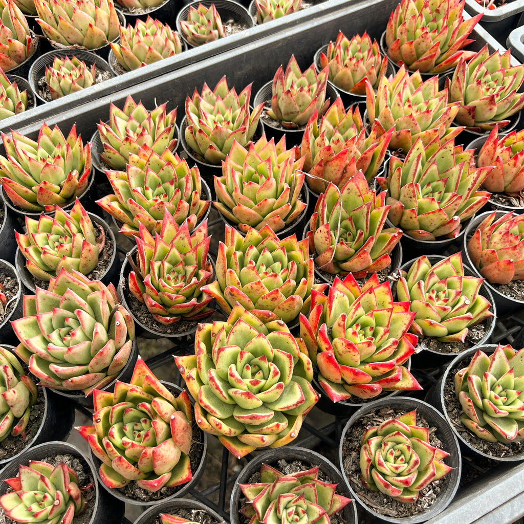 [PACK of 10 PLANTS] x Echeveria agavoides 'Lipstick'