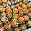 [PACK of 10 PLANTS] x Echeveria agavoides 'Lipstick'