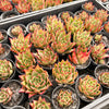 [PACK of 10 PLANTS] x Echeveria agavoides 'Lipstick'