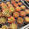 [PACK of 10 PLANTS] x Echeveria agavoides 'Lipstick'