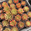 [PACK of 10 PLANTS] x Echeveria agavoides 'Lipstick'