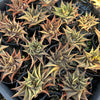 [PACK of 10 PLANTS] x  Haworthia limifolia f. variegata