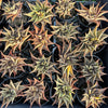 [PACK of 10 PLANTS] x  Haworthia limifolia f. variegata