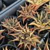 [PACK of 10 PLANTS] x  Haworthia limifolia f. variegata
