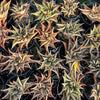 [PACK of 10 PLANTS] x  Haworthia limifolia f. variegata