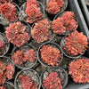[PACK of 10 PLANTS] x Echeveria 'Green smile' f. cristata