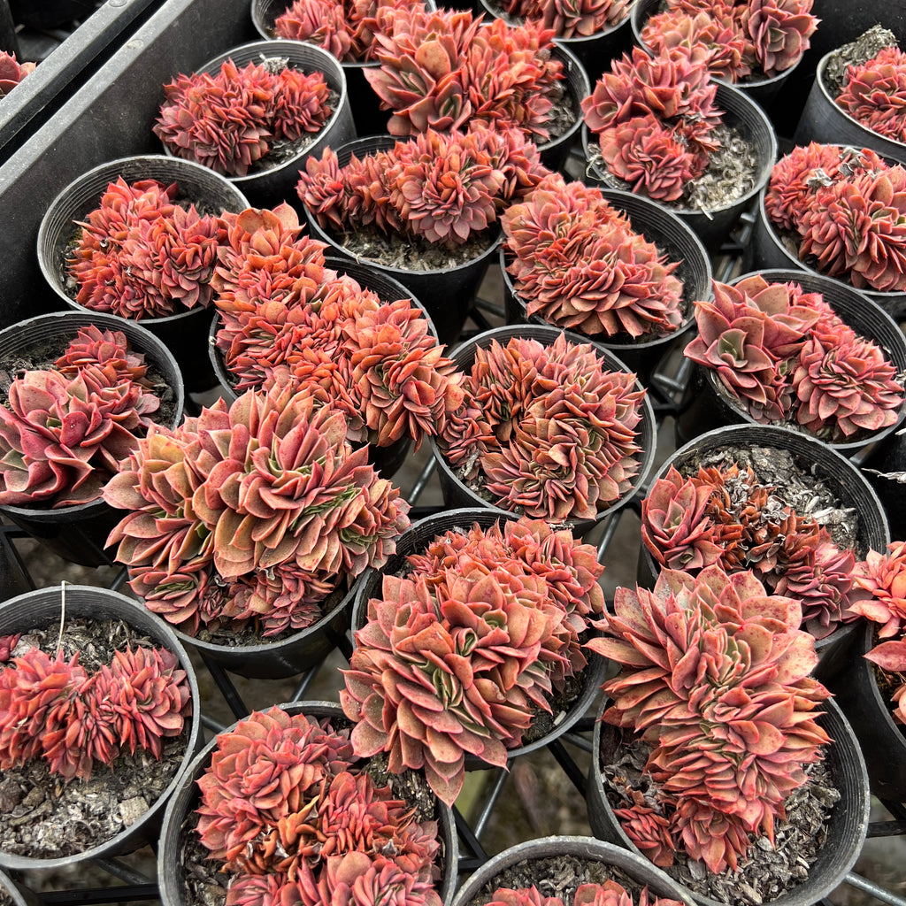 [PACK of 10 PLANTS] x Echeveria 'Green smile' f. cristata
