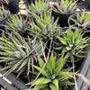 [PACK of 10 PLANTS] x Haworthia attenuata 'Zebra'