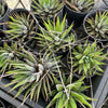 [PACK of 10 PLANTS] x Haworthia attenuata 'Zebra'