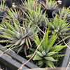 [PACK of 10 PLANTS] x Haworthia attenuata 'Zebra'