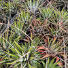 [PACK of 10 PLANTS] x Haworthia attenuata 'Zebra'