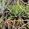 [PACK of 10 PLANTS] x Haworthia attenuata 'Zebra'