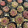 [PACK of 10 PLANTS] x  Echeveria 'Blood Maria'
