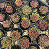 [PACK of 10 PLANTS] x  Echeveria 'Blood Maria'