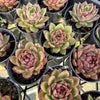 [PACK of 10 PLANTS] x  Echeveria 'Blood Maria'