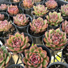 [PACK of 10 PLANTS] x  Echeveria 'Blood Maria'