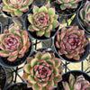 [PACK of 10 PLANTS] x  Echeveria 'Blood Maria'