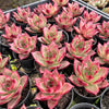 [PACK of 10 PLANTS] x  Echeveria 'RUBIN'