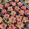 [PACK of 10 PLANTS] x  Echeveria 'RUBIN'