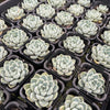 [PACK of 10 PLANTS] x Echeveria elegans 'Albicans'