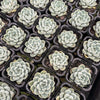 [PACK of 10 PLANTS] x Echeveria elegans 'Albicans'