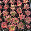 [PACK of 10 PLANTS] x  Echeveria 'RUBIN'
