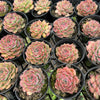 [PACK of 10 PLANTS] x Echeveria Hyalina x Echeveria Romeo Ebony