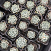[PACK of 10 PLANTS] x Echeveria elegans 'Albicans'