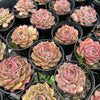 [PACK of 10 PLANTS] x Echeveria Hyalina x Echeveria Romeo Ebony