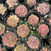 [PACK of 10 PLANTS] x Echeveria Hyalina x Echeveria Romeo Ebony
