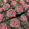 [PACK of 10 PLANTS] x Echeveria Hyalina x Echeveria Romeo Ebony