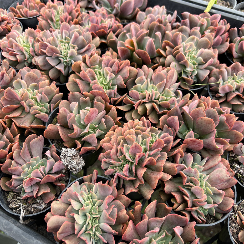 [PACK of 10 PLANTS] x Echeveria 'Dark Vader' CREST