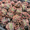 [PACK of 10 PLANTS] x Echeveria 'Dark Vader' CREST