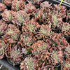 [PACK of 10 PLANTS] x Echeveria 'Dark Vader' CREST