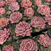 [PACK of 10 PLANTS] x Echeveria Hyalina x Echeveria Romeo Ebony