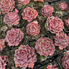 [PACK of 10 PLANTS] x Echeveria Hyalina x Echeveria Romeo Ebony