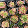 [PACK of 10 PLANTS] x Echeveria Ice Rose