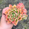 [PACK of 10 PLANTS] x Echeveria Ice Rose