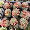[PACK of 10 PLANTS] x Echeveria 'Hepburn' (SIZE S)