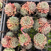 [PACK of 10 PLANTS] x Echeveria 'Hepburn' (SIZE S)