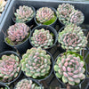 [PACK of 10 PLANTS] x  Echeveria setosa var. deminuta x lilacina