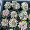 [PACK of 10 PLANTS] x  Echeveria setosa var. deminuta x lilacina