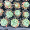[PACK of 10 PLANTS] x  Echeveria 'Red Hole'