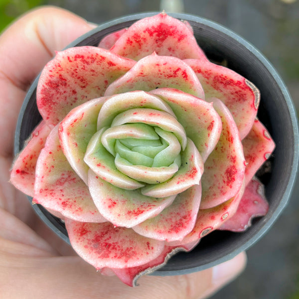 Echeveria 'Ice Rose' variegated