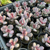[PACK of 10 PLANTS] x Pachyphytum glutinicaule (lot of marks)