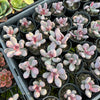 [PACK of 10 PLANTS] x Pachyphytum glutinicaule (lot of marks)