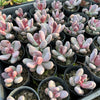 [PACK of 10 PLANTS] x Pachyphytum glutinicaule (lot of marks)