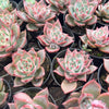 [PACK of 10 PLANTS] x Echeveria 'RED DRAGON'