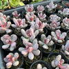 [PACK of 10 PLANTS] x Pachyphytum glutinicaule (lot of marks)