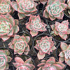 [PACK of 10 PLANTS] x Echeveria 'RED DRAGON'
